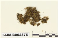 藏品(錦苔科)的圖片